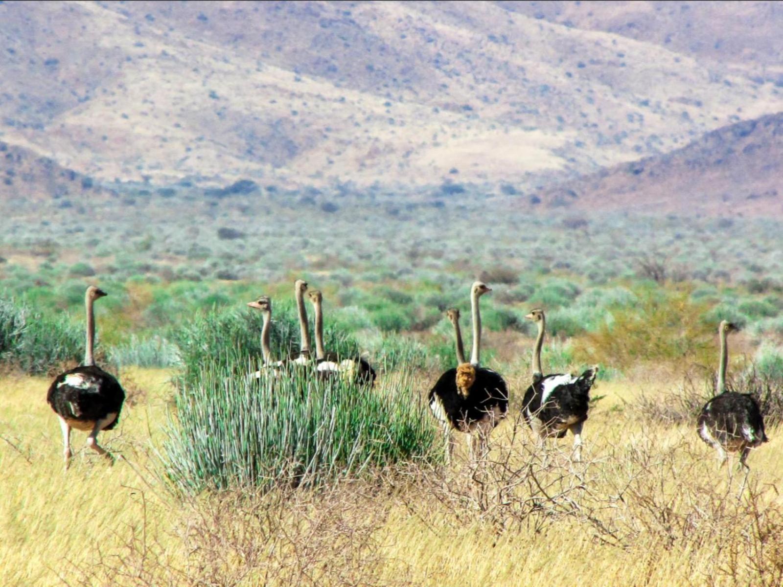 Mount Canyon Guest Farm Keetmanshoop Εξωτερικό φωτογραφία